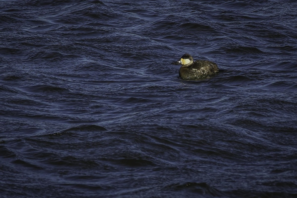 Ruddy Duck - ML629864826