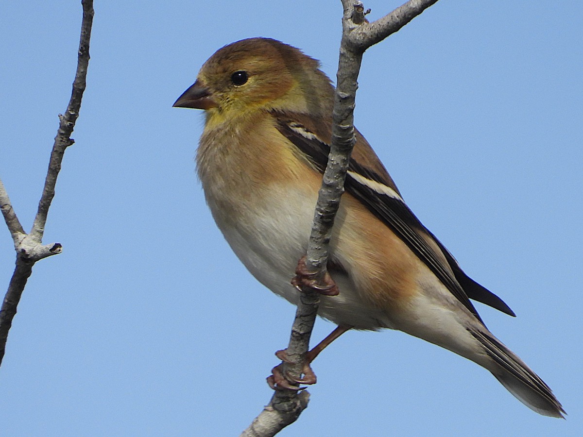 American Goldfinch - ML629865155