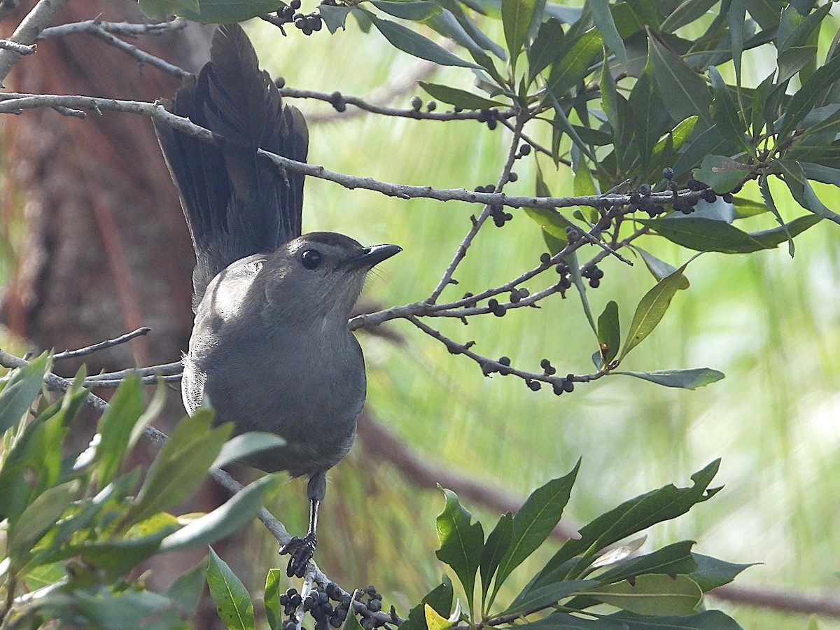 Gray Catbird - ML629865162