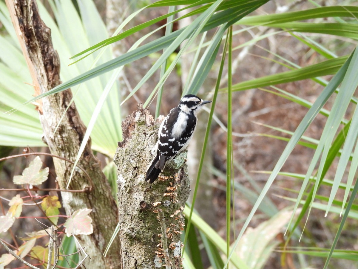 Downy Woodpecker - ML629865586