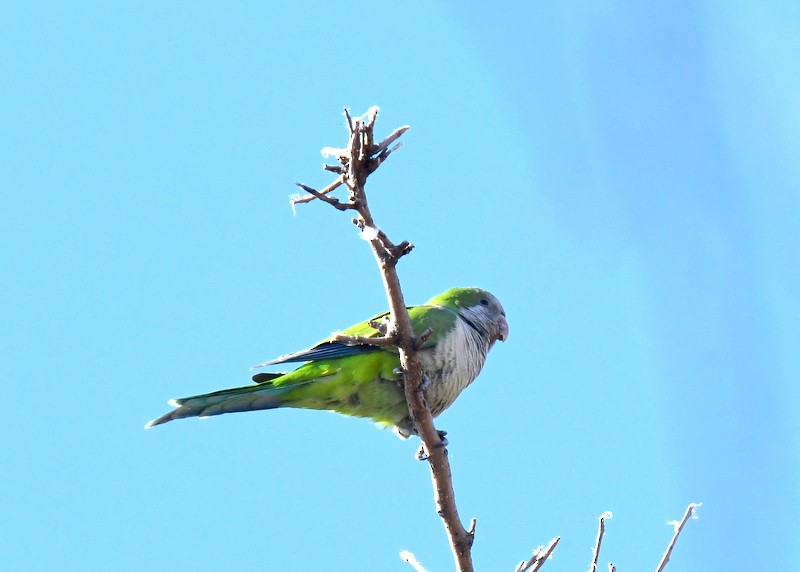 Monk Parakeet - ML629865653