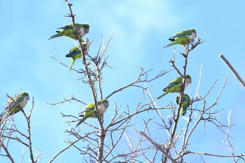 Monk Parakeet - ML629865654