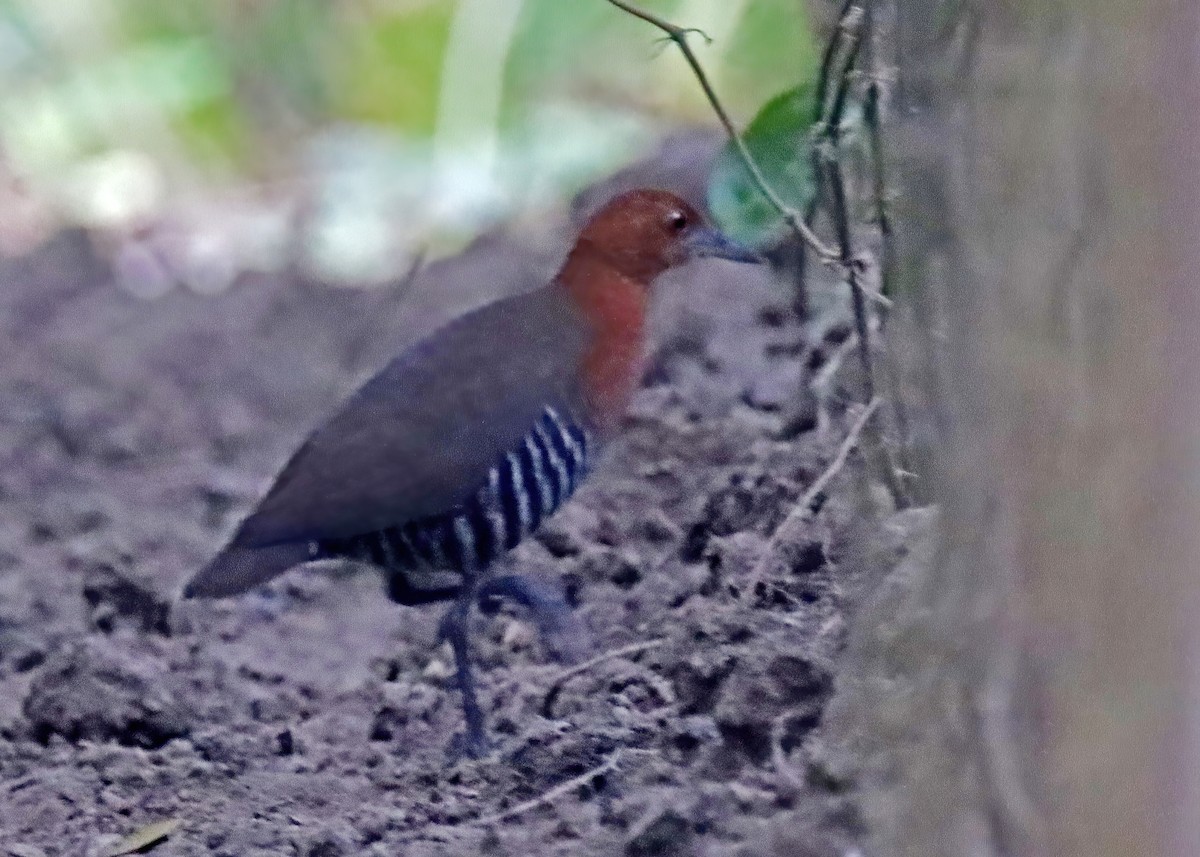 Slaty-legged Crake - ML629866184