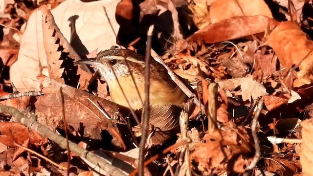 Carolina Wren - ML629866206