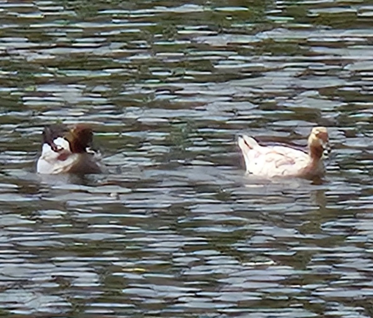 Maned Duck - ML629866222