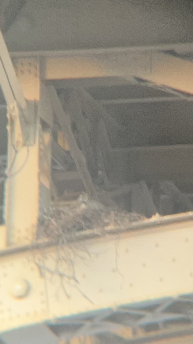 Great Horned Owl - ML629866284