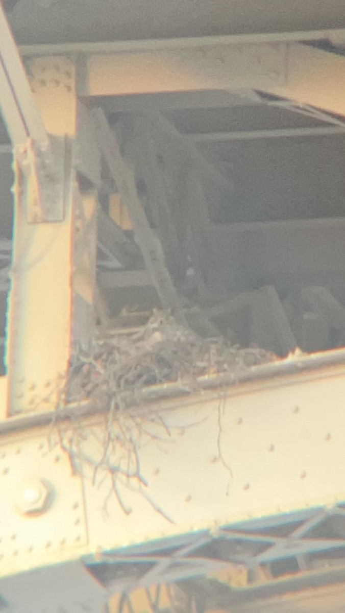 Great Horned Owl - ML629866285