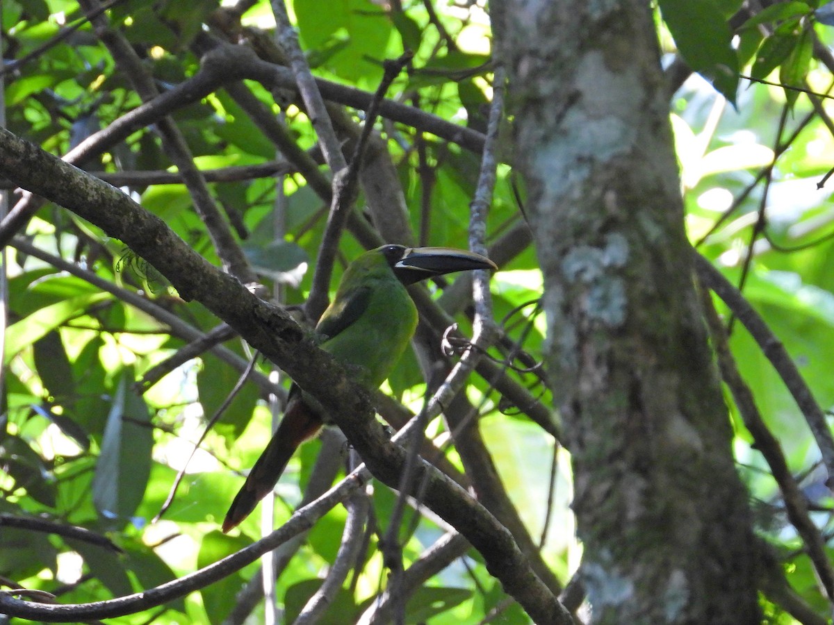 Southern Emerald-Toucanet (Black-throated) - ML629866318