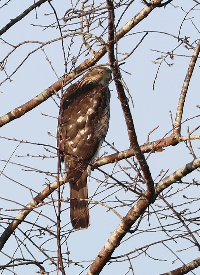 Cooper's Hawk - ML629866465