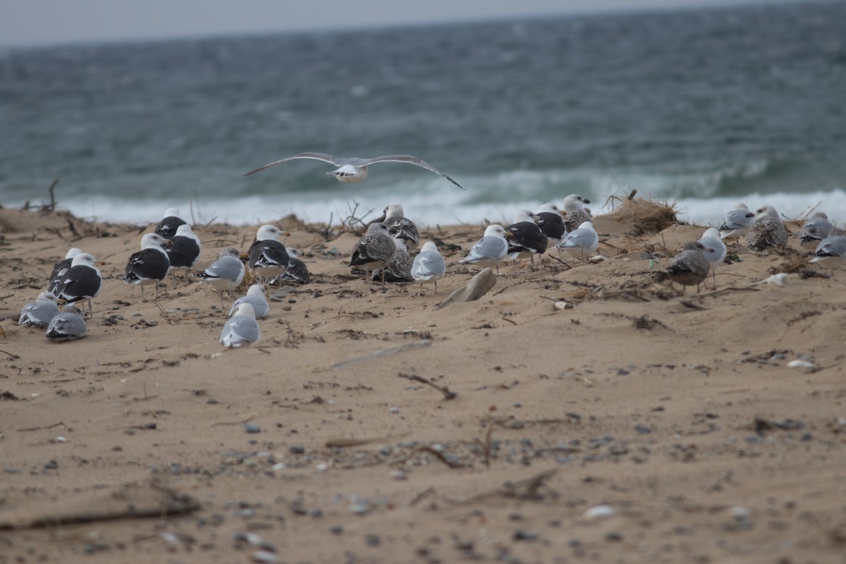 Iceland Gull - ML629866496