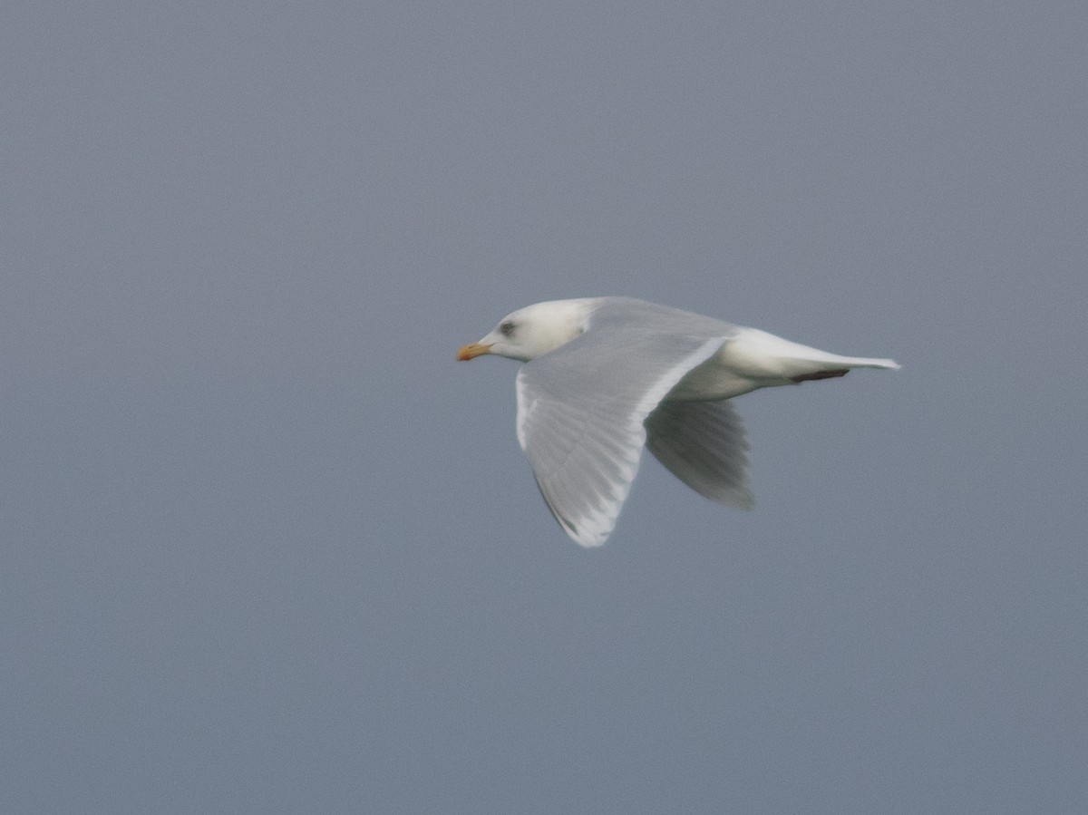 Iceland Gull - ML629866497
