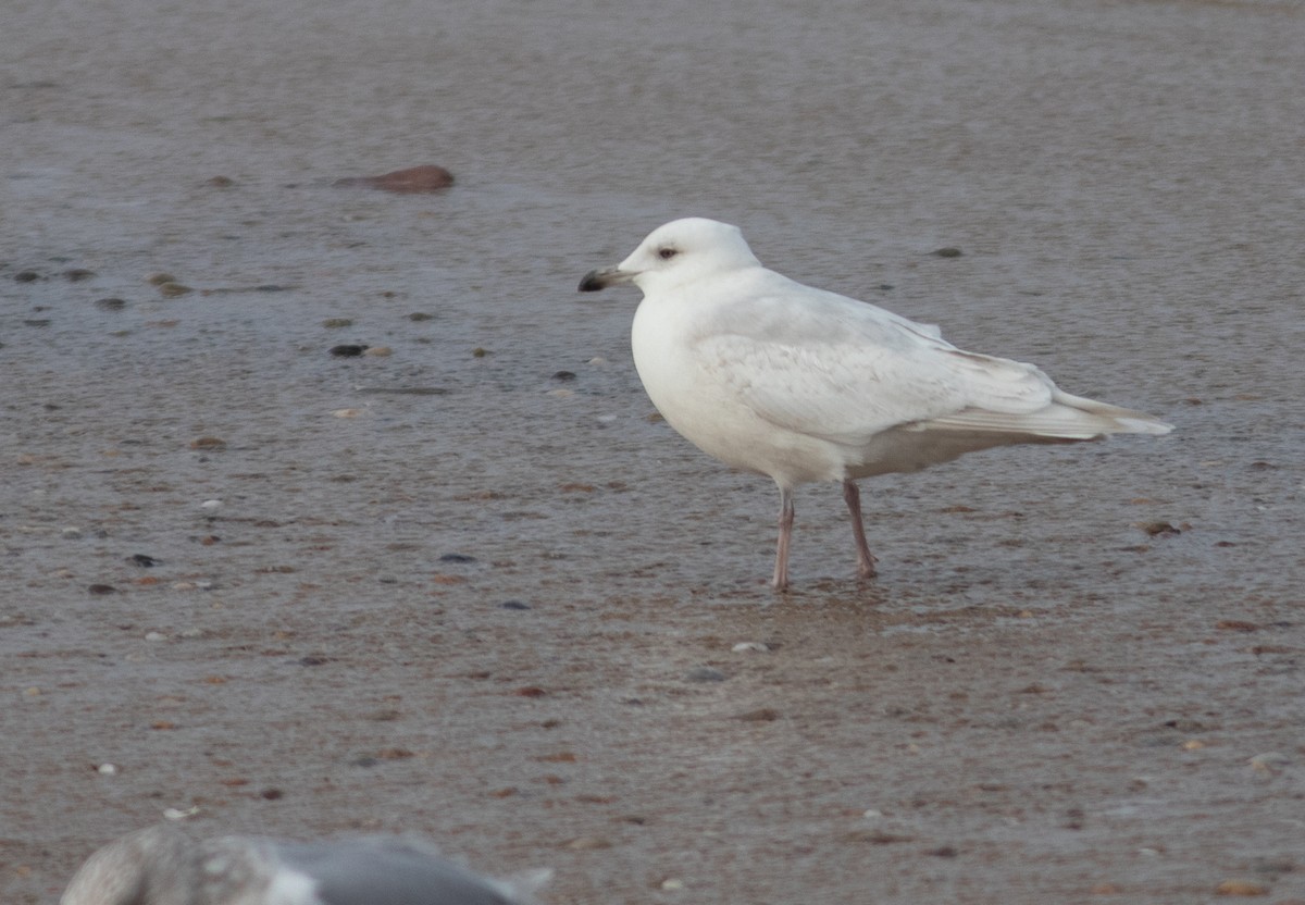 Iceland Gull - ML629866498