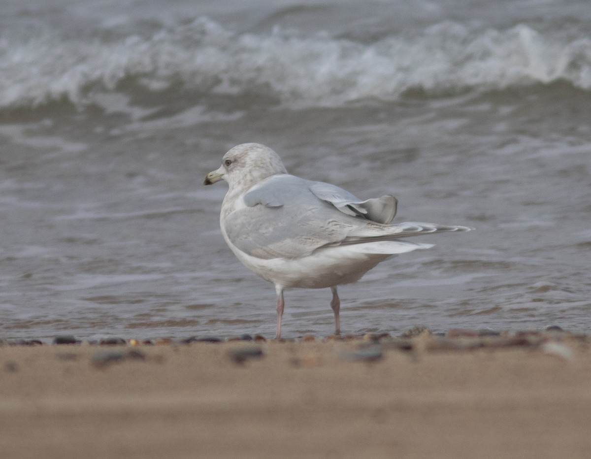 Iceland Gull - ML629866500