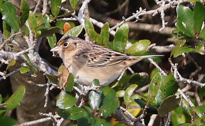 Grasshopper Sparrow - ML629866509