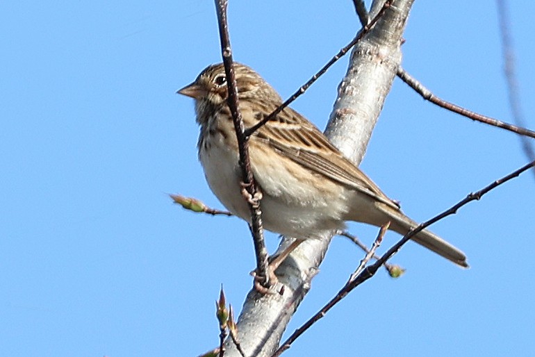 Vesper Sparrow - ML629866512