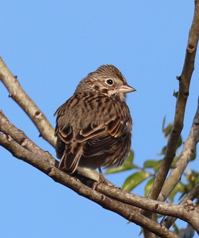 Vesper Sparrow - ML629866513