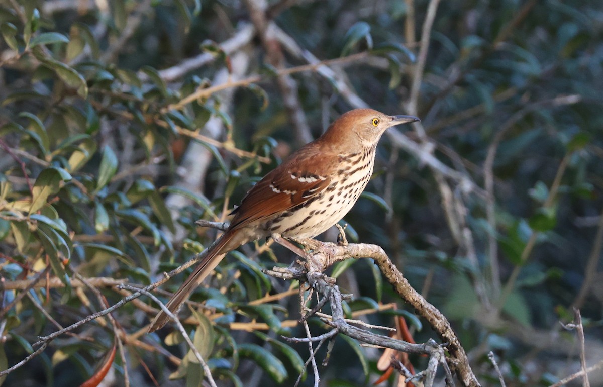Brown Thrasher - ML629866540
