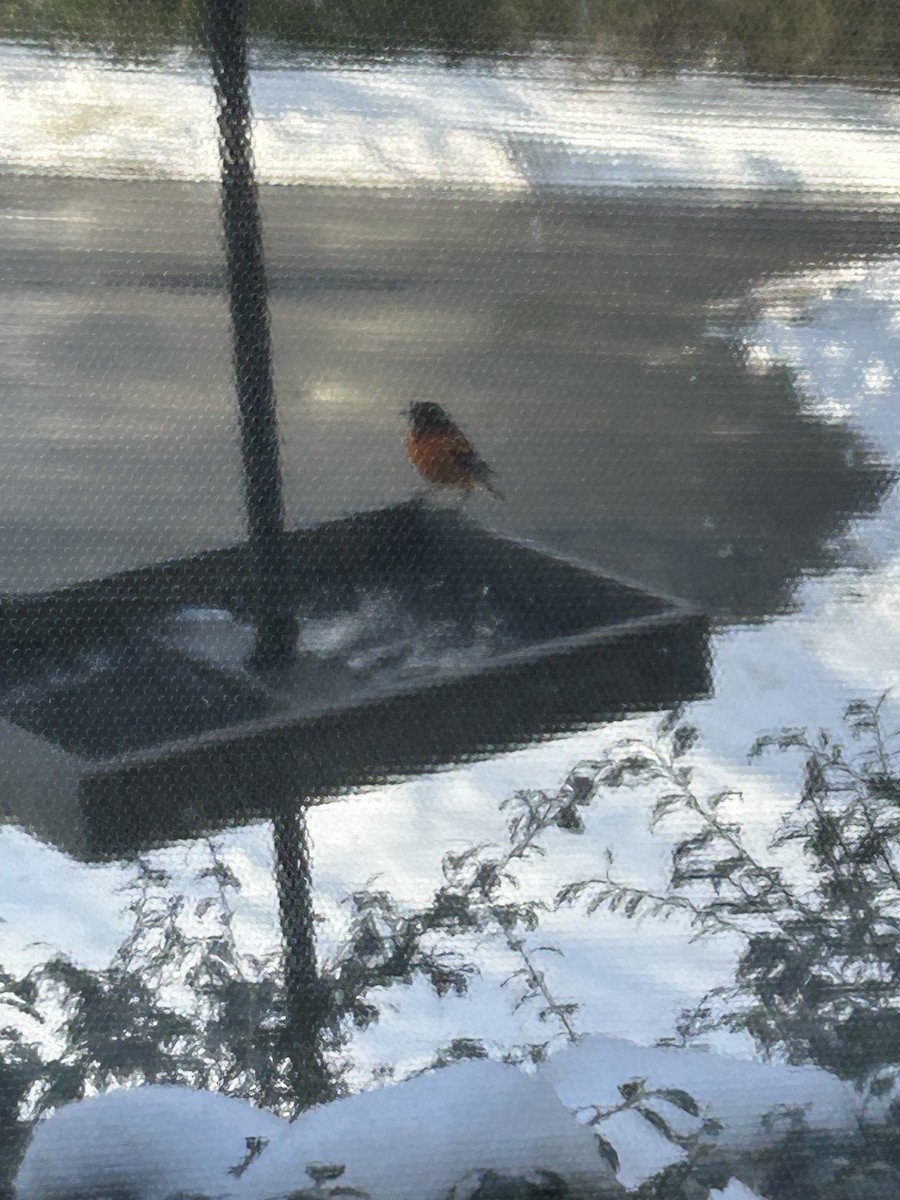 Baltimore Oriole - ML629866565