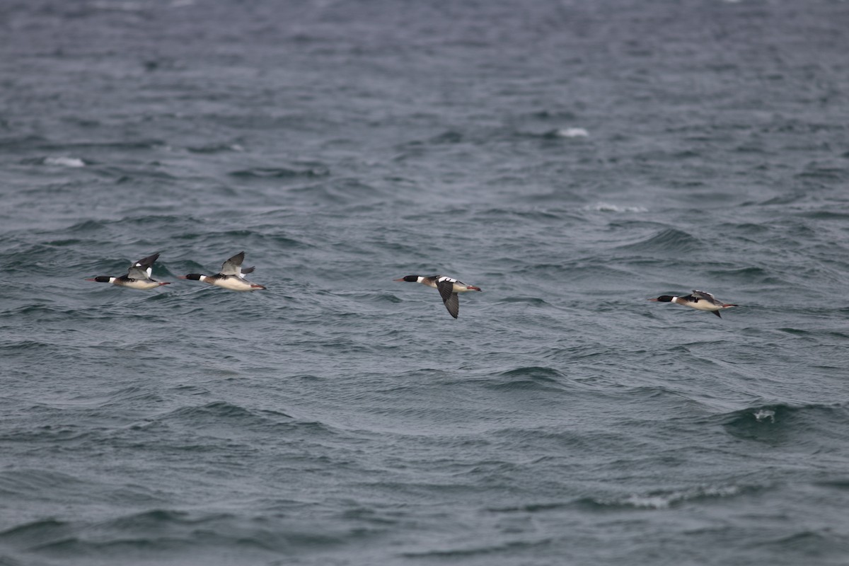 Сэвгэр бохио - ML629866587