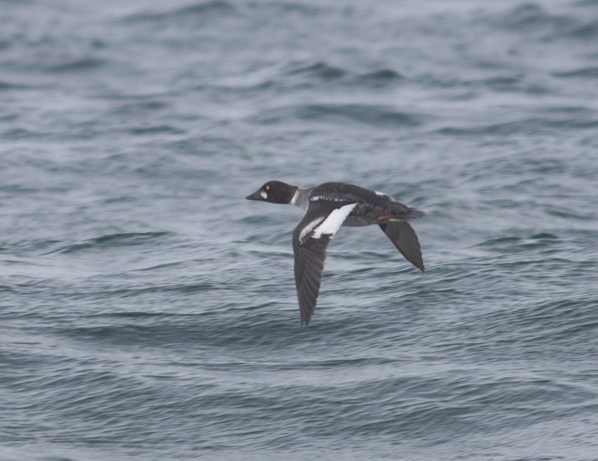 Алаг шунгаач - ML629866592