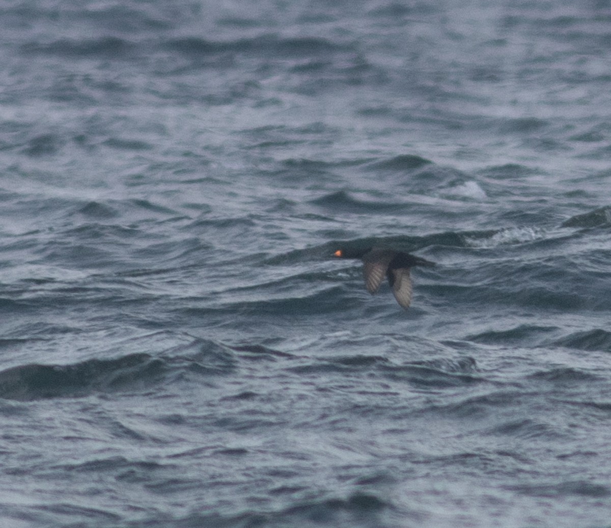 Black Scoter - ML629866603