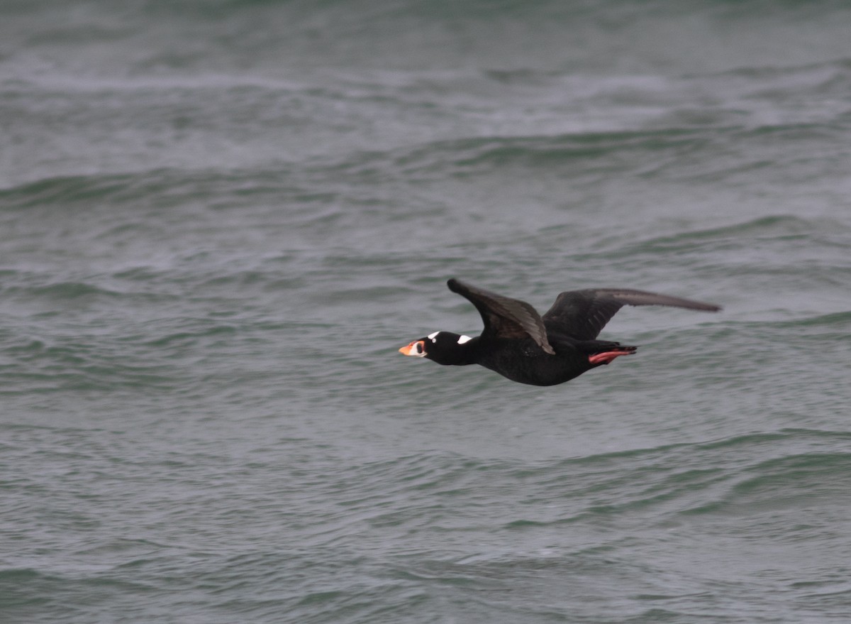 Surf Scoter - ML629866618