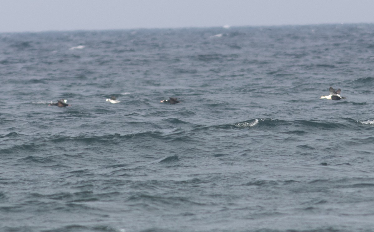 White-winged Scoter - ML629866642