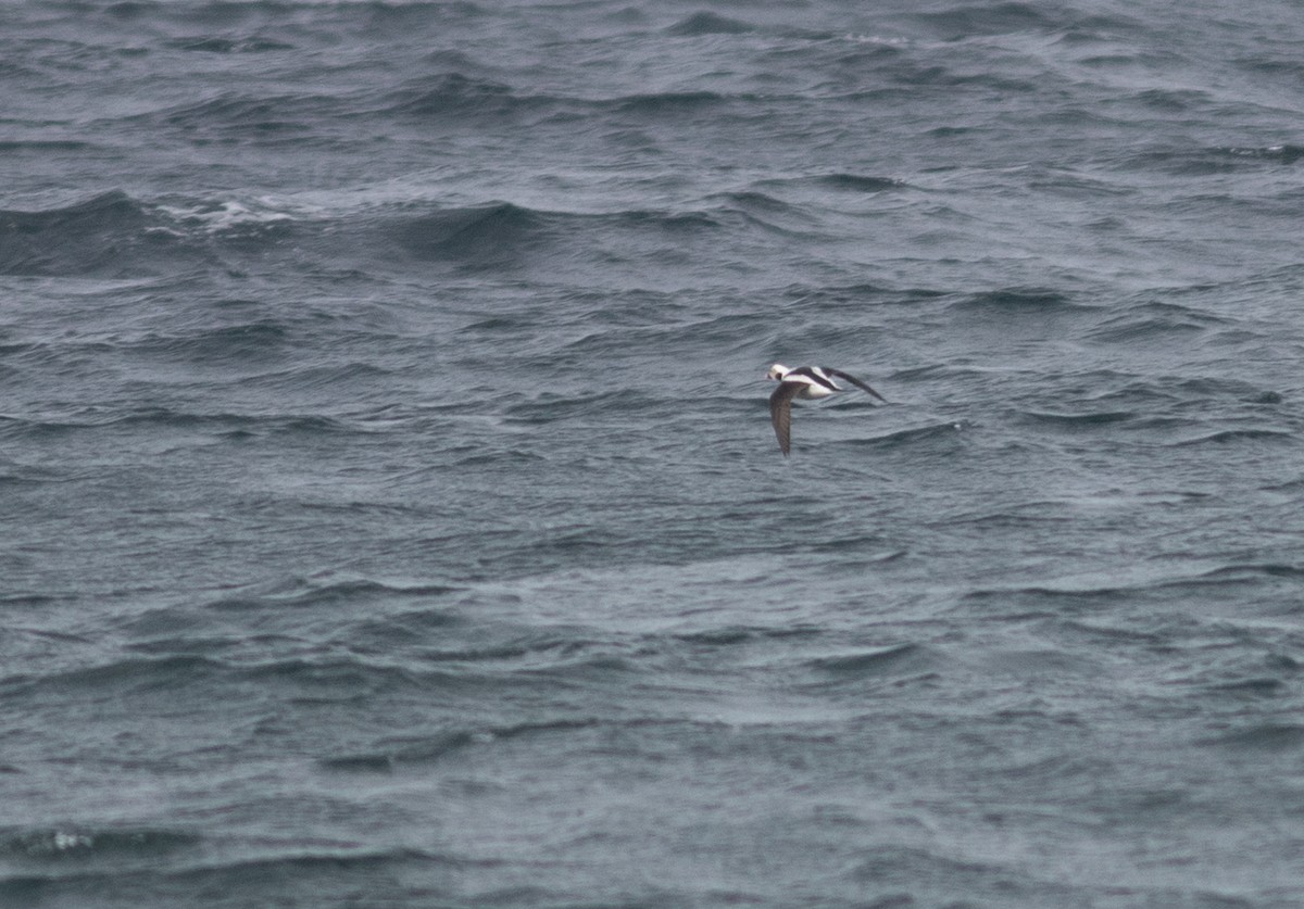 Мөнгөлөг шунгаахай - ML629866695