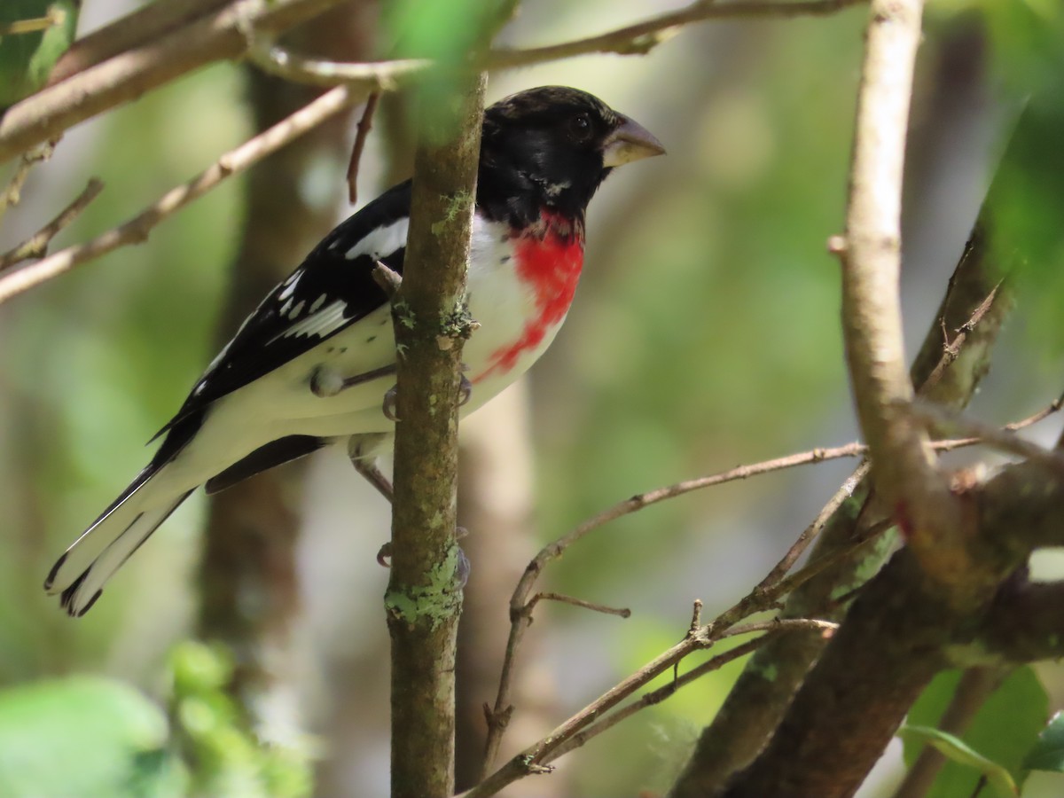 Rose-breasted Grosbeak - ML629867046