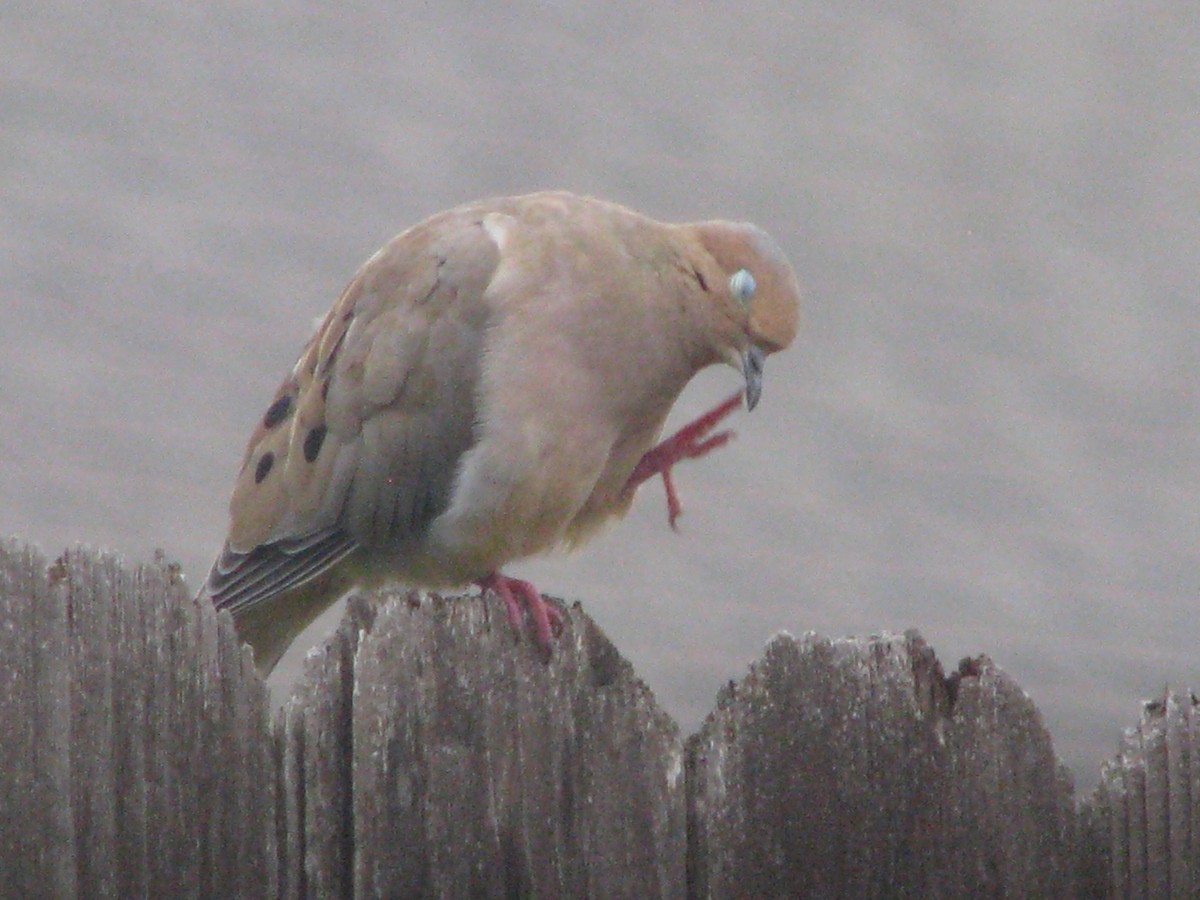 Uzun Kuyruklu Kumru - ML629867077