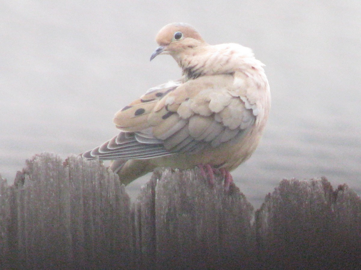 Uzun Kuyruklu Kumru - ML629867078