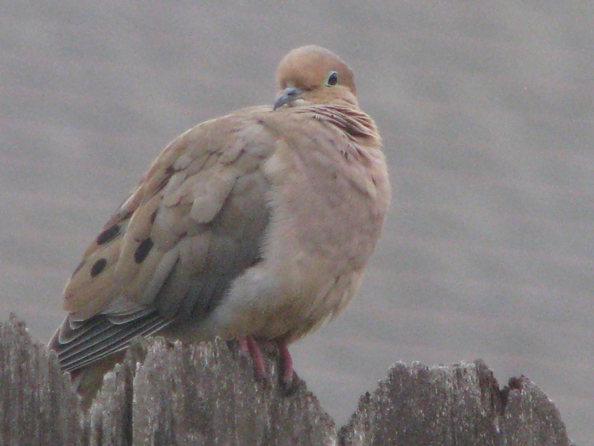 Uzun Kuyruklu Kumru - ML629867079