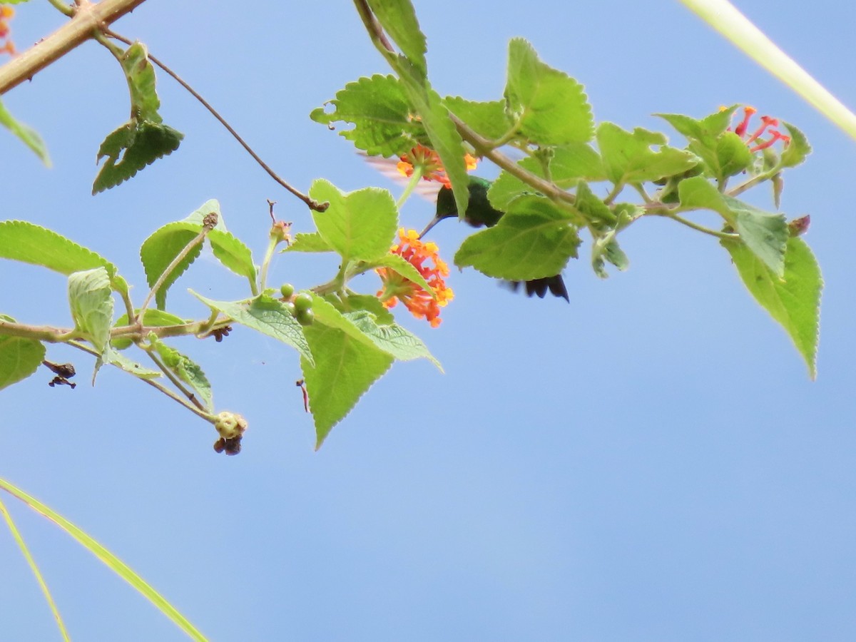 Green-tailed Emerald - Hugo Foxonet