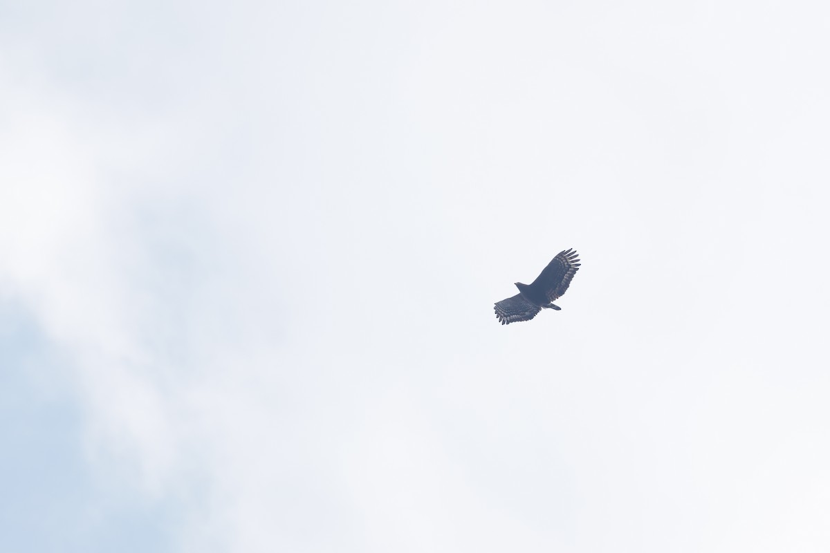 Crested Serpent-Eagle (Crested) - ML629867512
