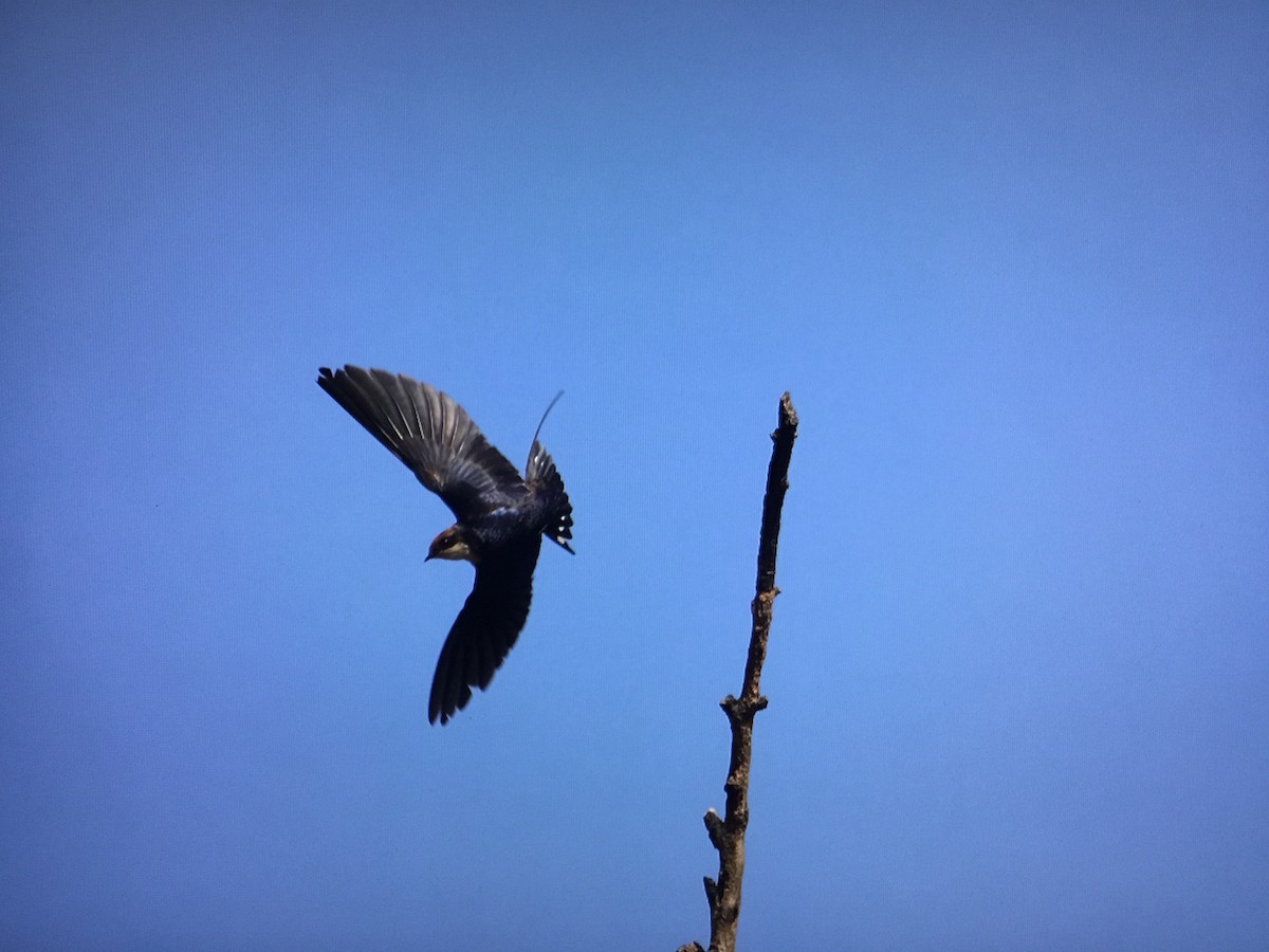 Wire-tailed Swallow - ML629867519