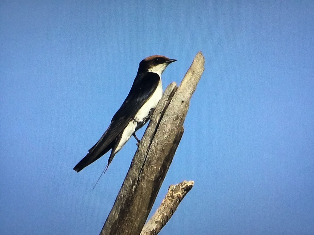 Wire-tailed Swallow - ML629867535