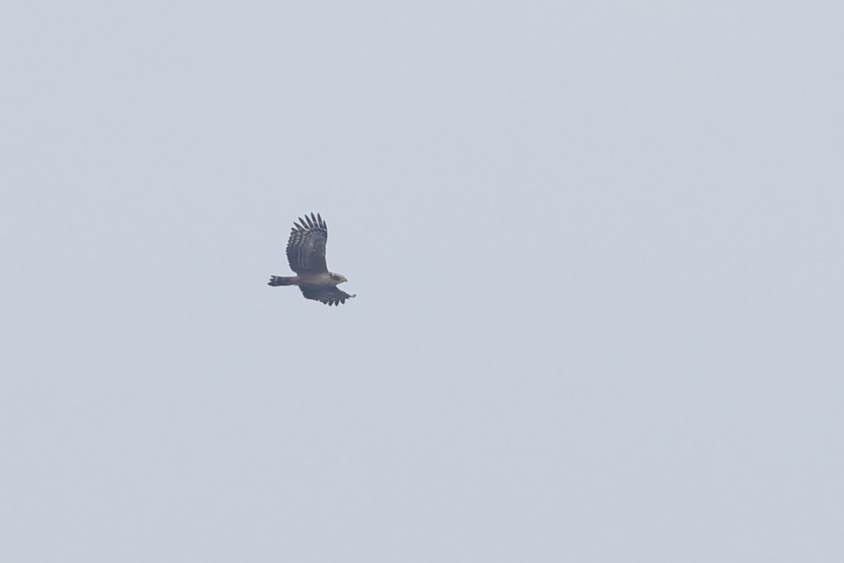 Crested Serpent-Eagle (Crested) - ML629867551