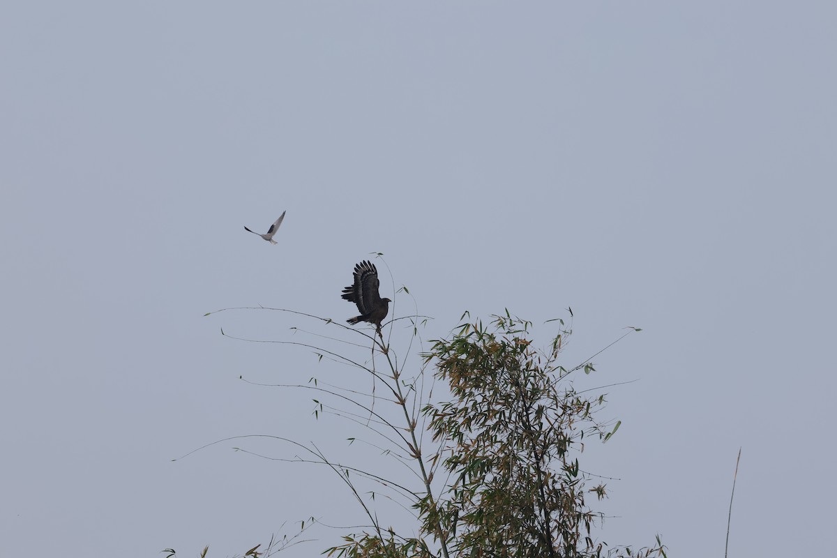 Crested Serpent-Eagle - ML629867560