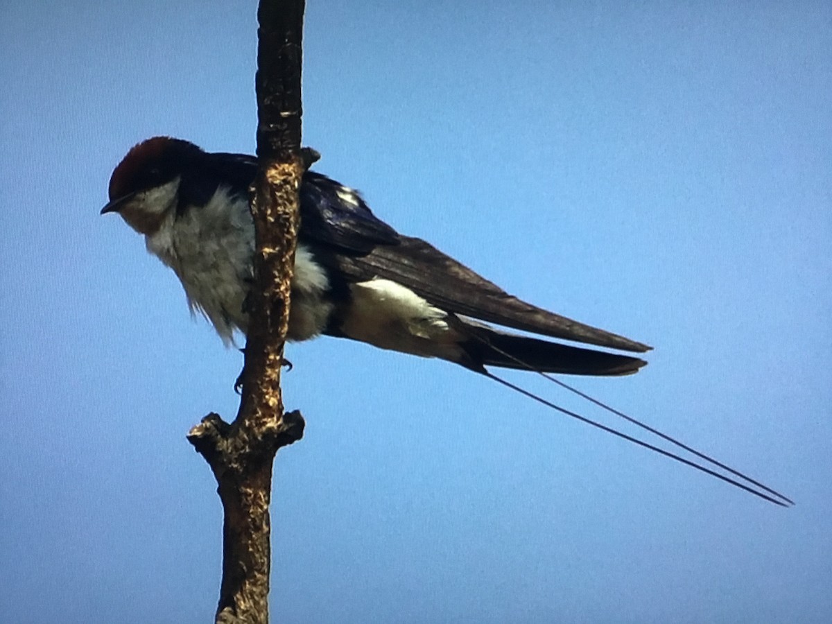 Wire-tailed Swallow - ML629867586