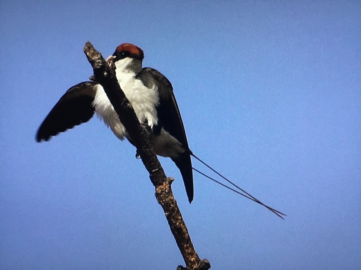 Wire-tailed Swallow - ML629867635