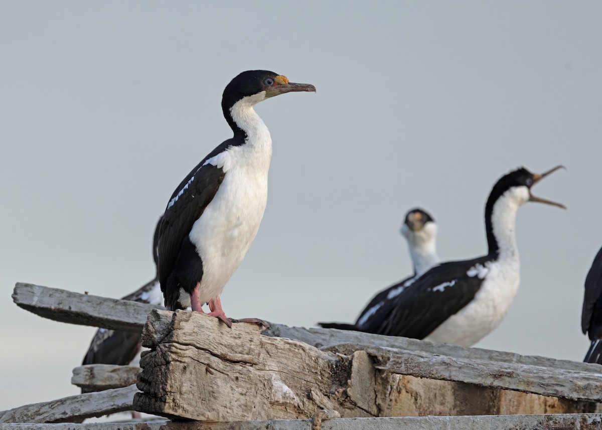 Imperial Cormorant (Imperial) - ML629867638