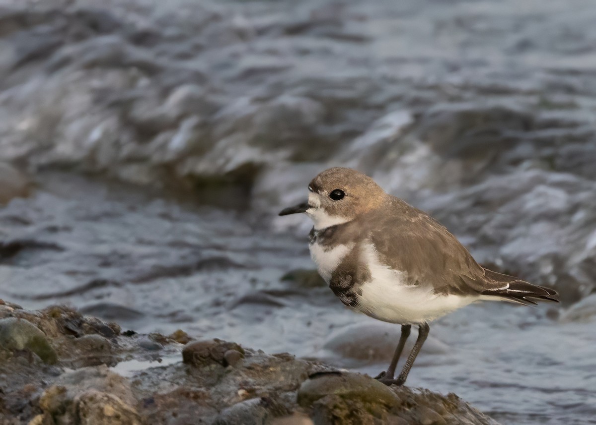 Two-banded Plover - ML629867687