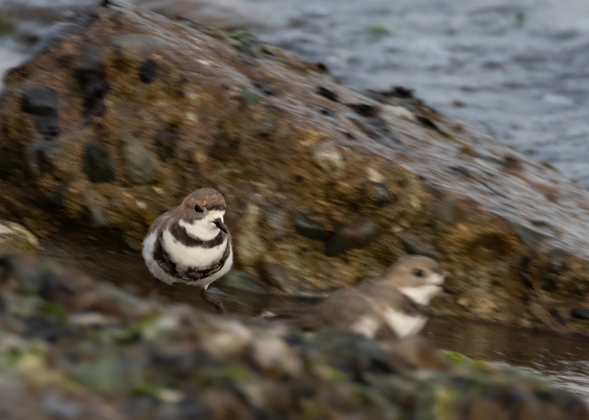 Two-banded Plover - ML629867688