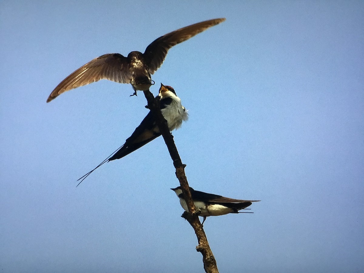 Wire-tailed Swallow - ML629867698