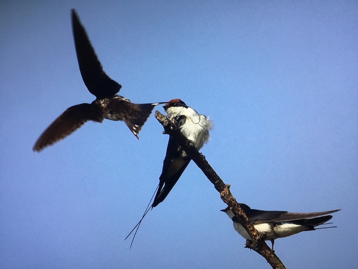 Wire-tailed Swallow - ML629867721