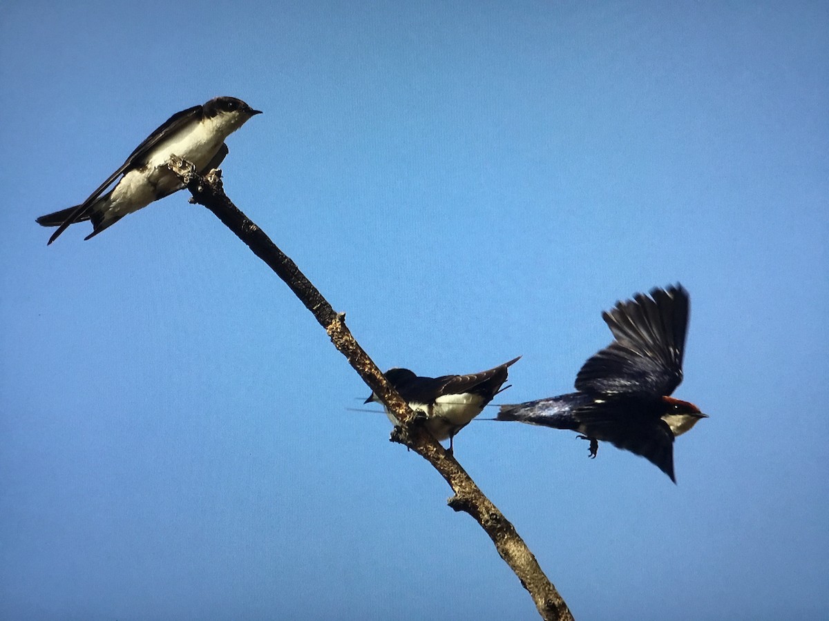 Wire-tailed Swallow - ML629867755