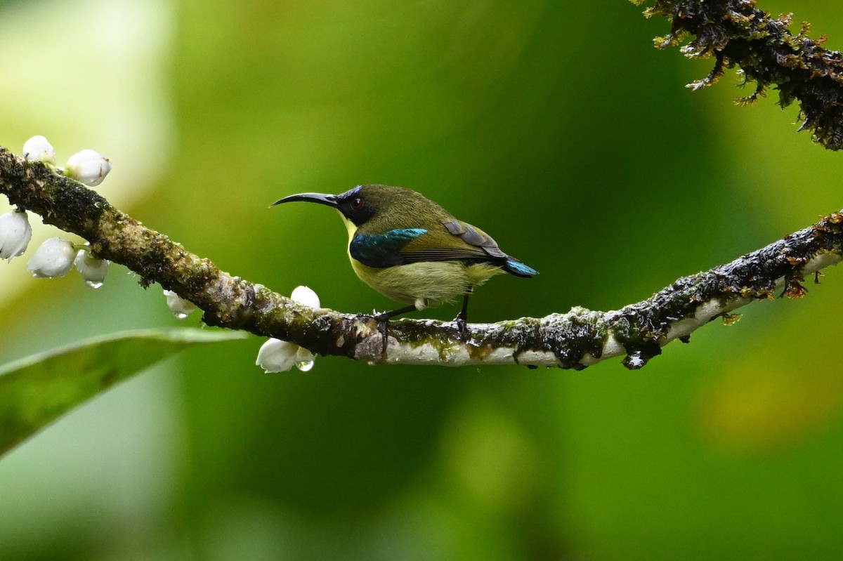 Souimanga montagnard (pulcherrima) - ML629867777