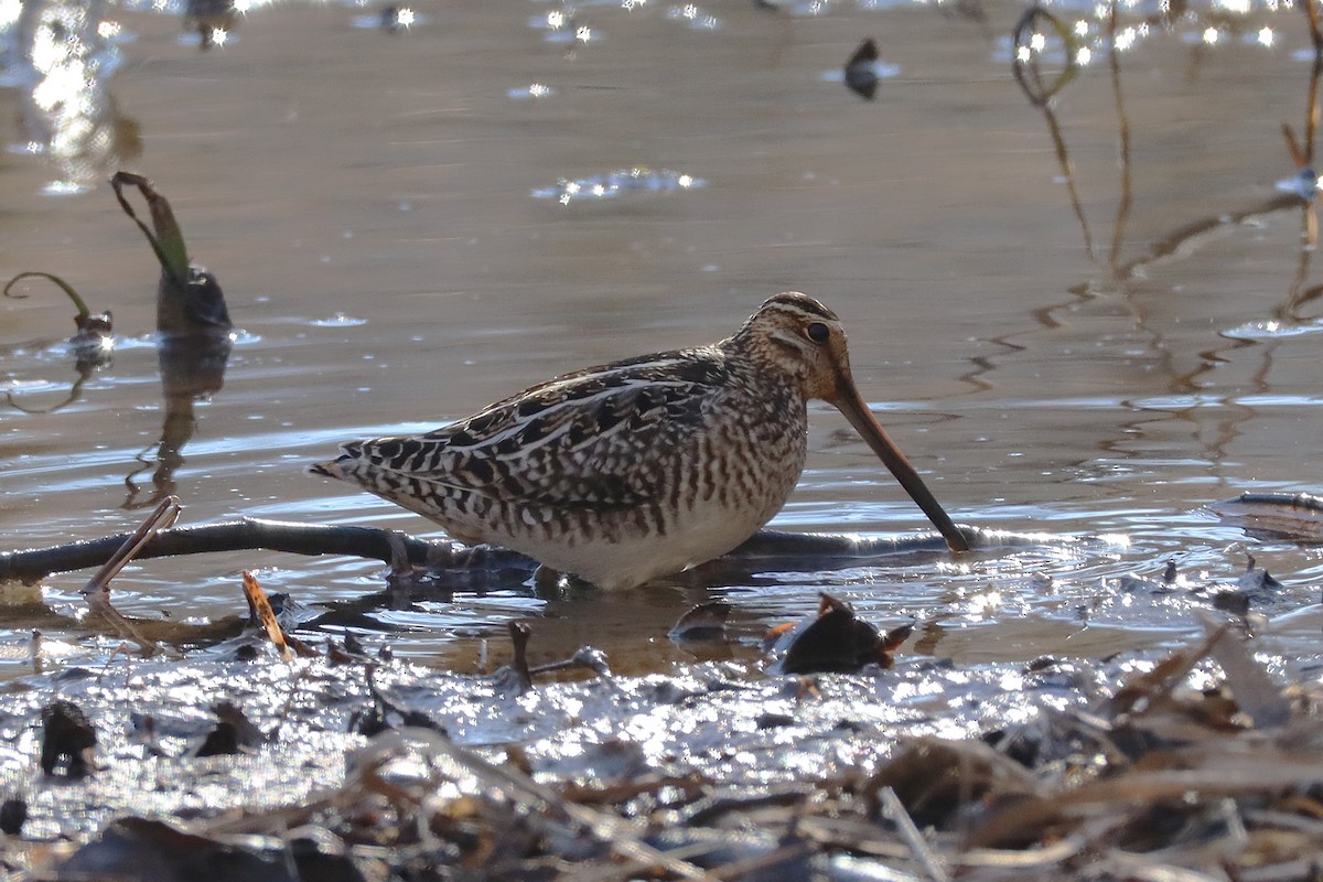 Wilson's Snipe - ML629867792