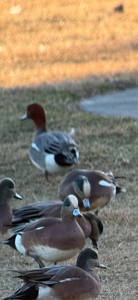 Eurasian Wigeon - ML629868030