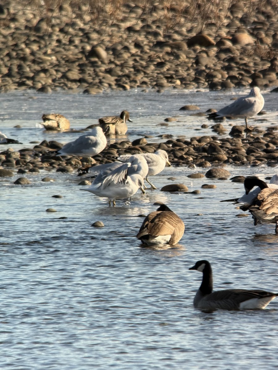Northern Pintail - ML629868088